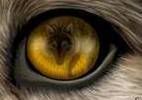 wolf,eye,cool eyes