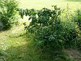 ContortedHazelnut.jpg image by LPPTz5b