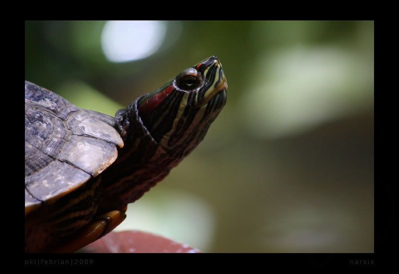 IMAGE: http://i218.photobucket.com/albums/cc266/neoneoneo/fotofoto/narsis.jpg