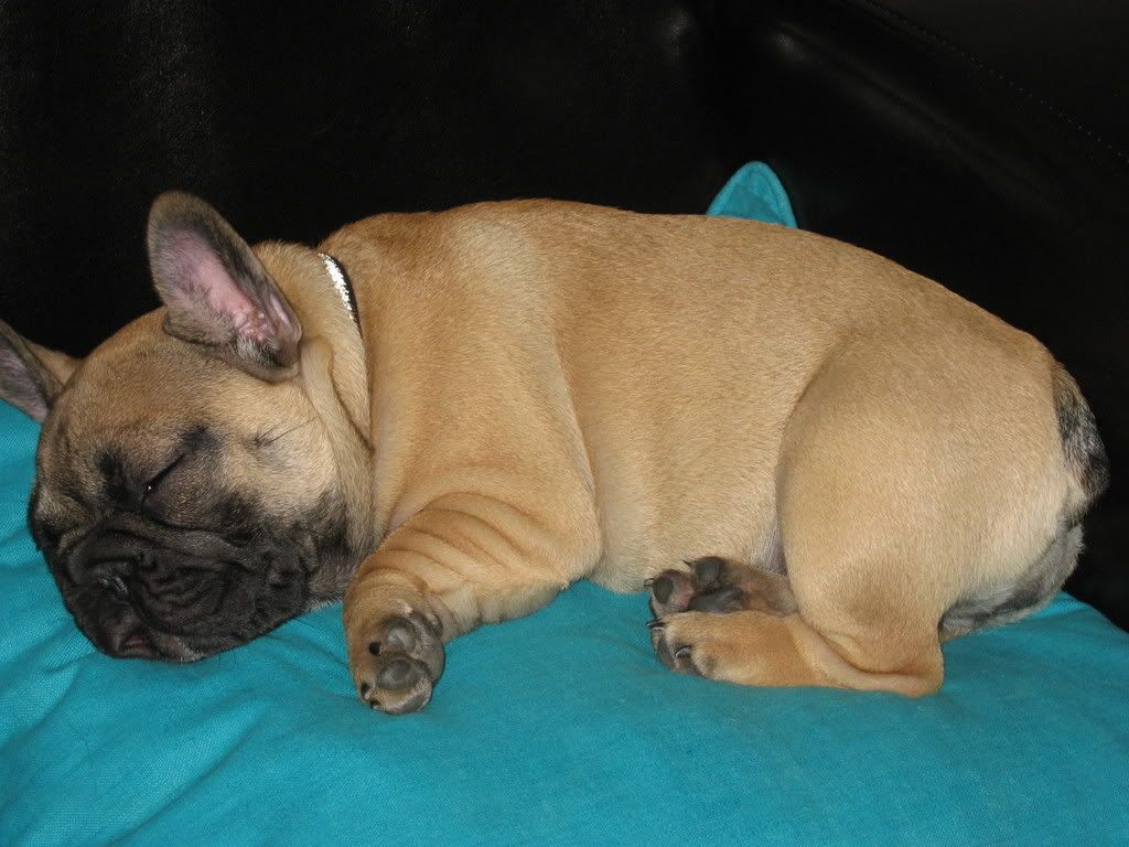 Bimbotarenlur25.jpg cute dog image by mangle_dangle