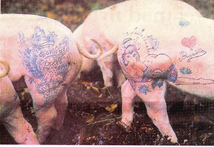 see nothing wrong with having a tattoo'd pig!!! please can we get a