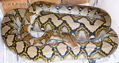 Sumatran Reticulated Python