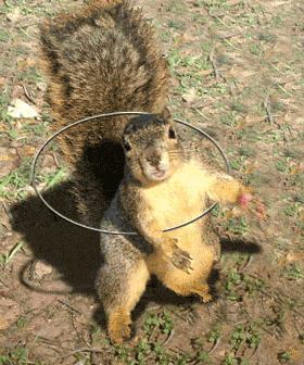 squirrel-11.gif