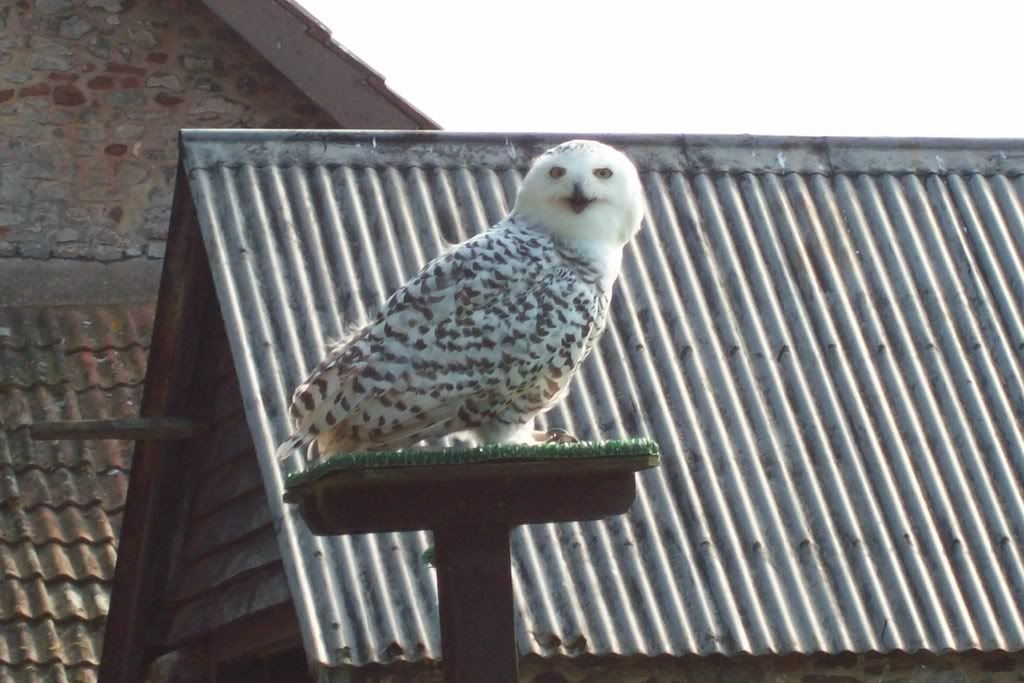 Snowy Owl