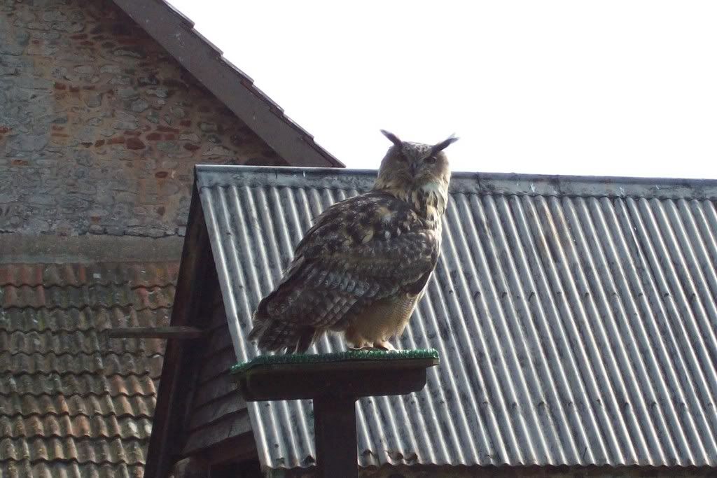 Eagle Owl