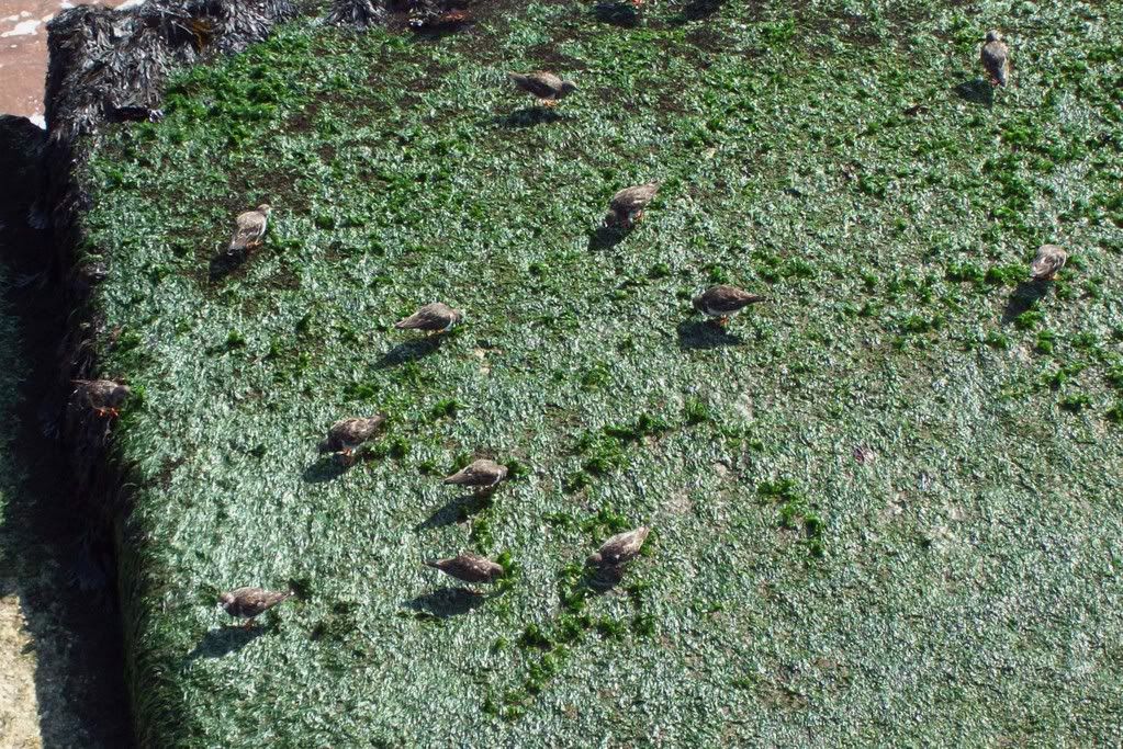 Turnstones