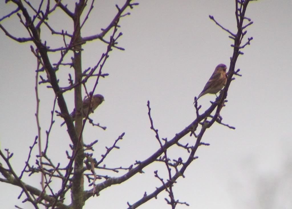 Lesser redpolls