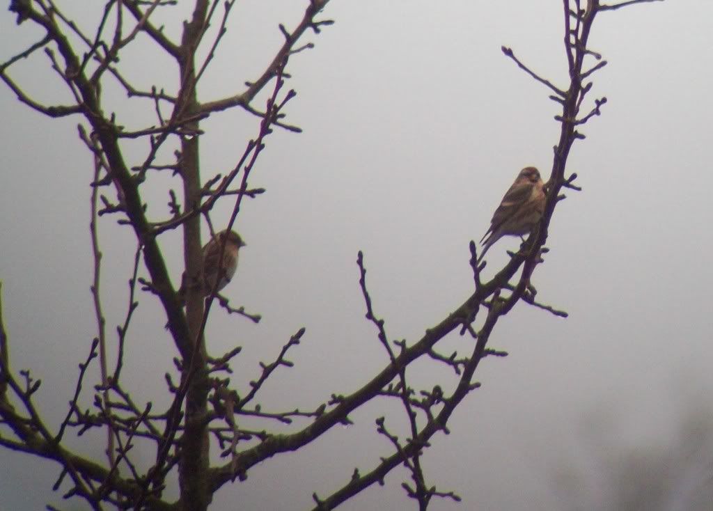 Lesser redpolls