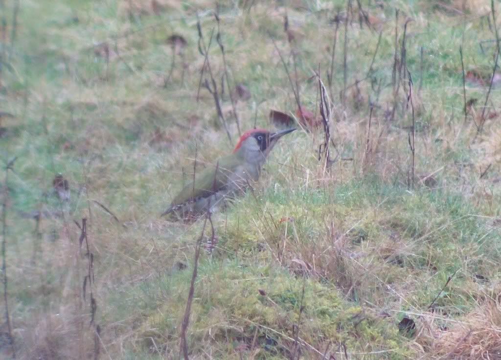 Green woodpecker