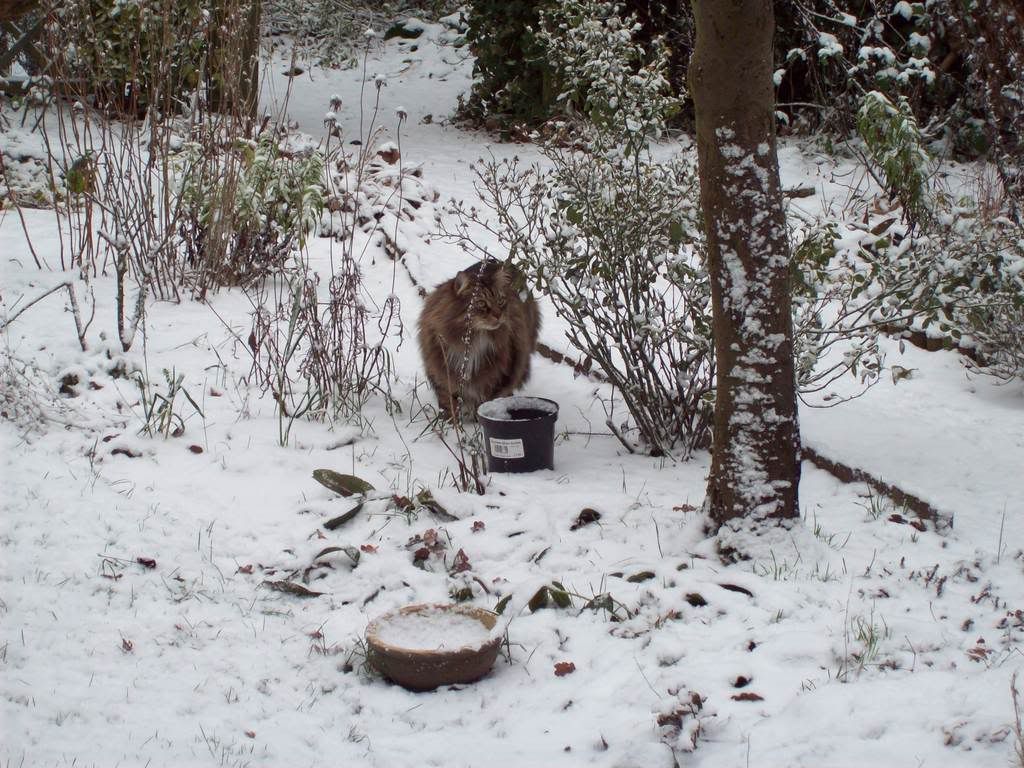 Barney aka Faterpillar in the snow