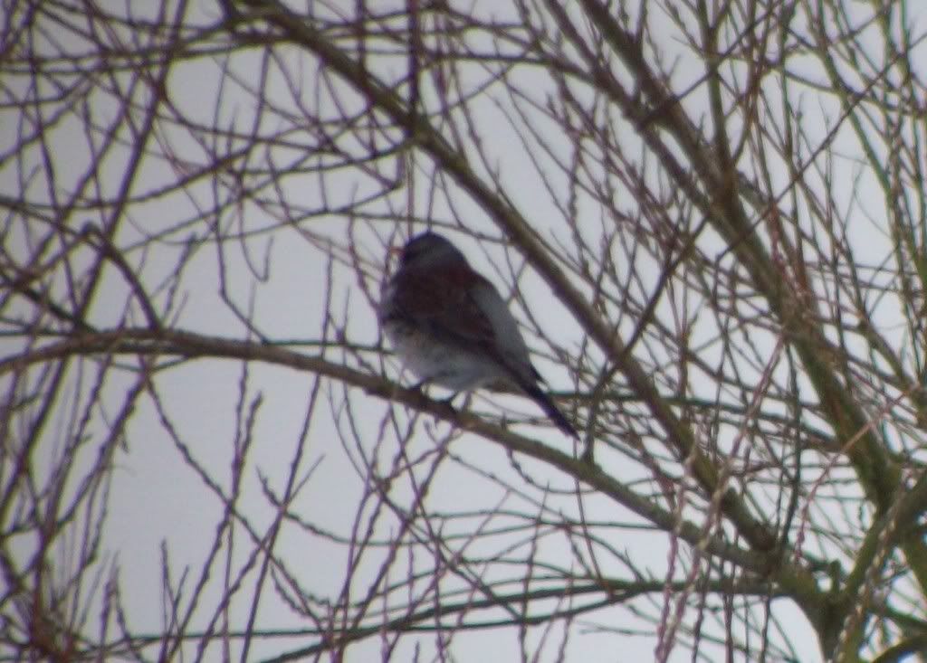 I love fieldfares, me