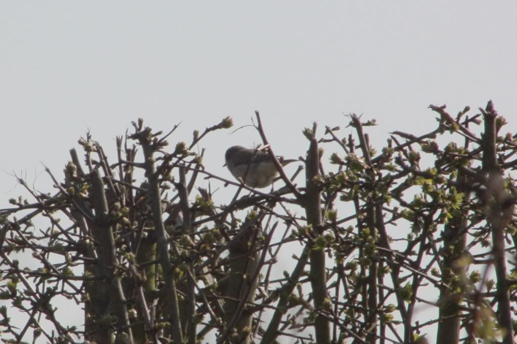 Lesser whitethroat