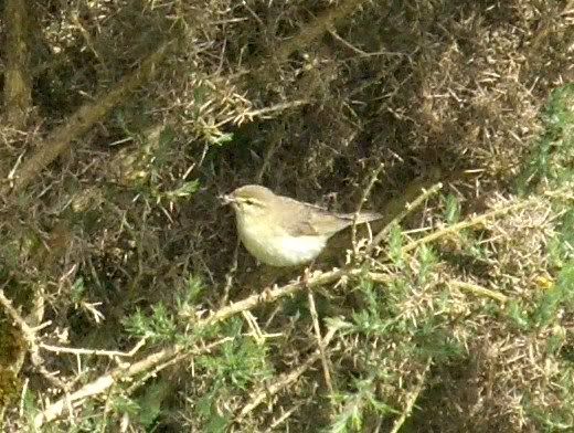 Willow Warbler at Loch Gruinart