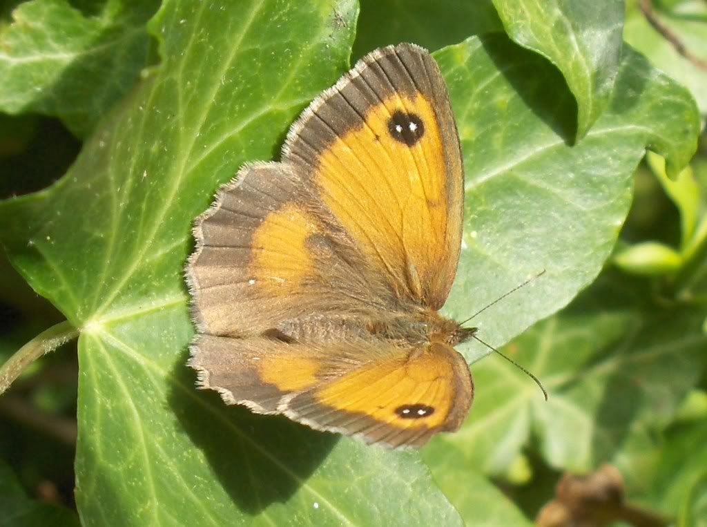 Hedge Brown