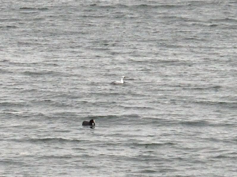 Rubbish picture of a smew at Draycote Water