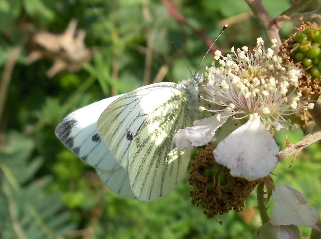 Green-Veined White