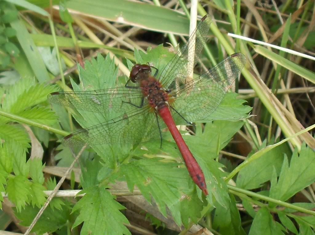 Ruddy Darter