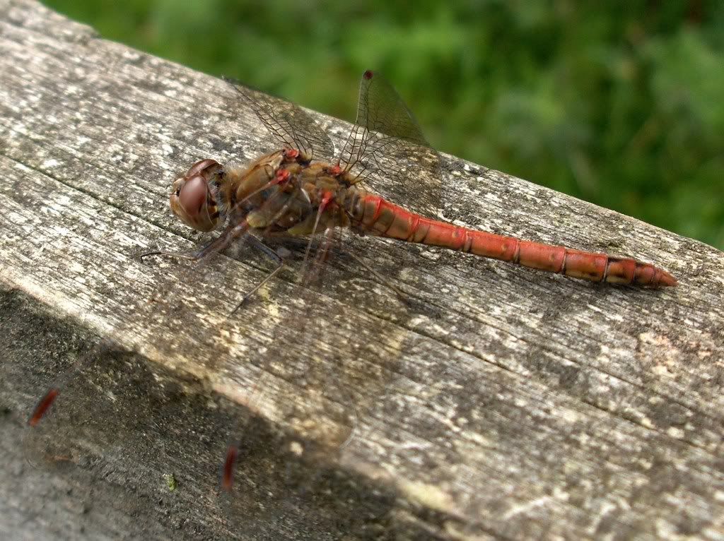 Male Common Darter