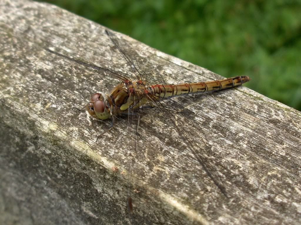 Female Common Darter