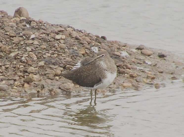 Green Sandpiper