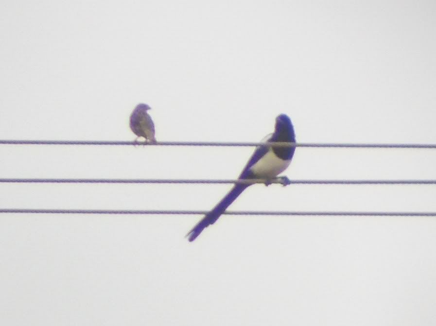 Corn Bunting and Magpie at Shenstone