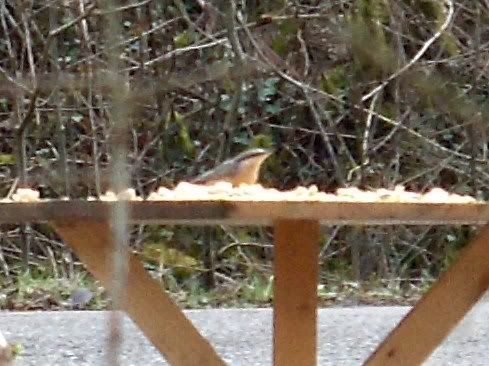 Nuthatch at Cannop Ponds