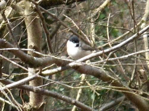 Marsh Tit at Cannop Ponds