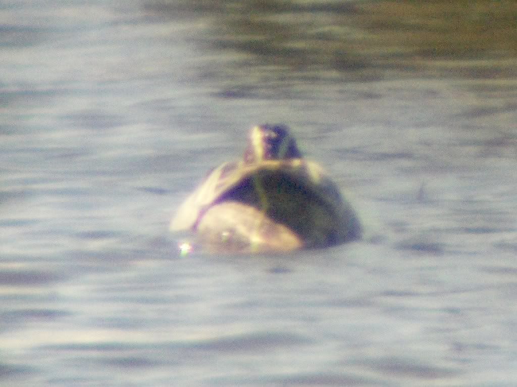 Garganey