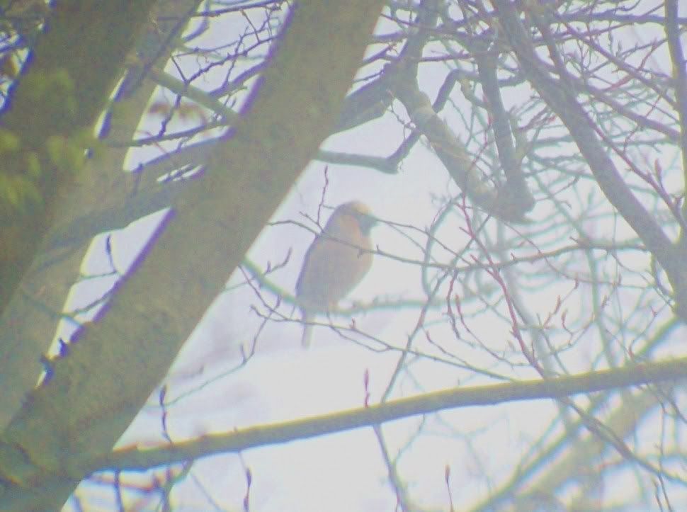 Hawfinch at Brierley