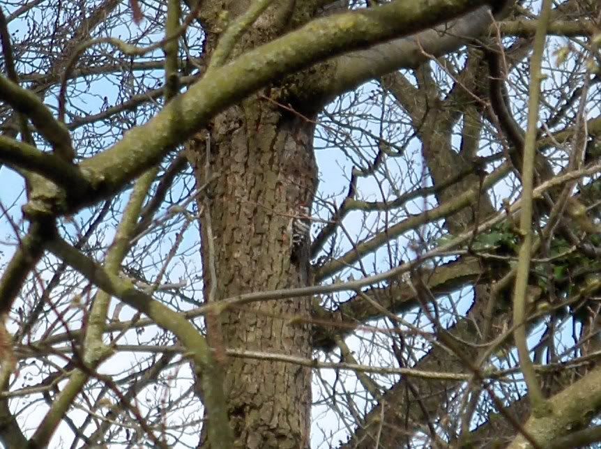 Lesser Spotted Woodpecker at Bittell