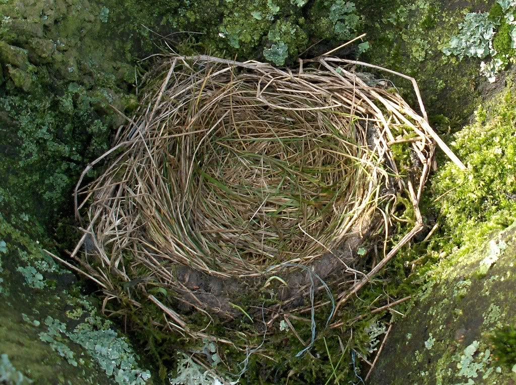 The nest