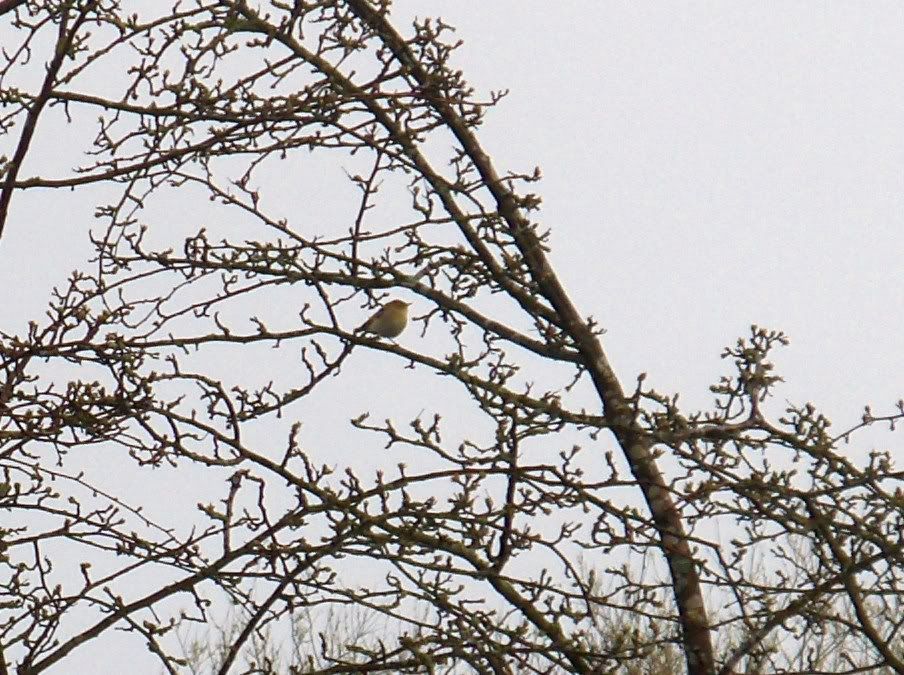 Willow Warbler at Bittell