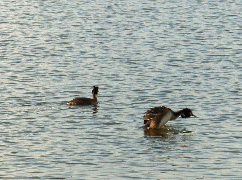 Great Crested Grebes at Earlswood Lakes