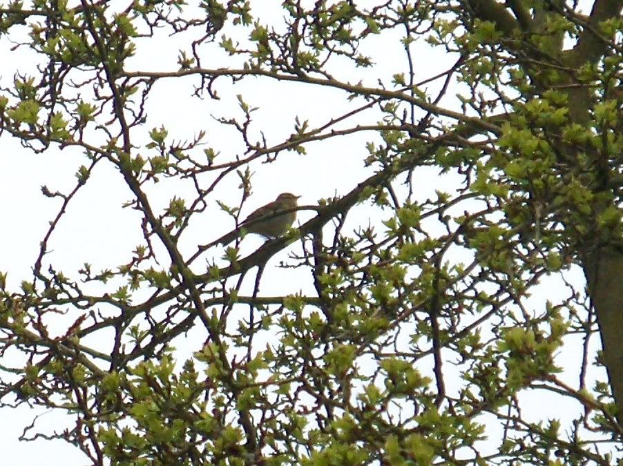 Willow Warbler at Earlswood Lakes