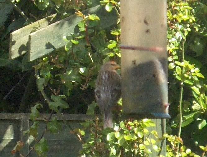 Lesser Redpoll in the garden