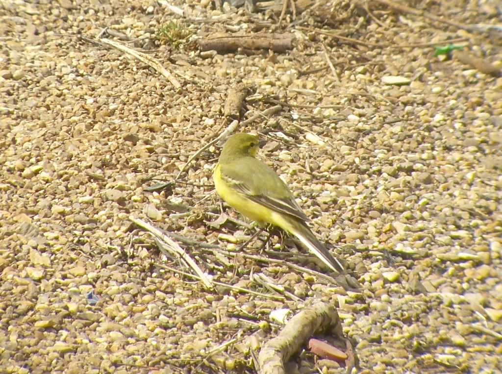 Yellow Wagtail at Draycote Water