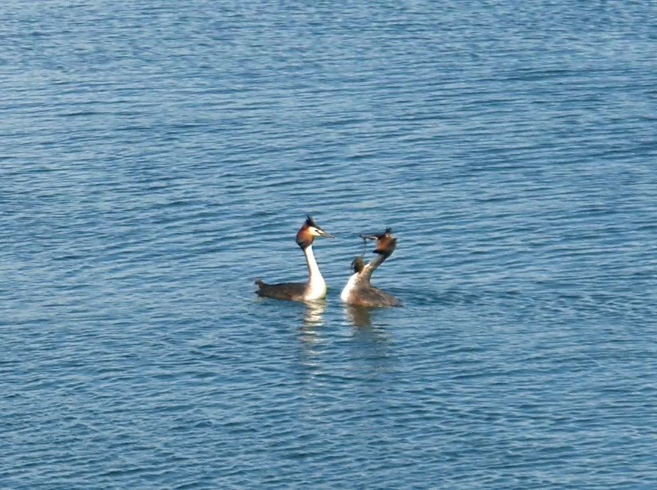Great Crested Grebes performing their weed dance