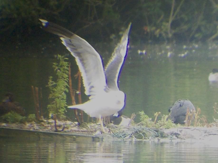 Yellow-Legged Gull