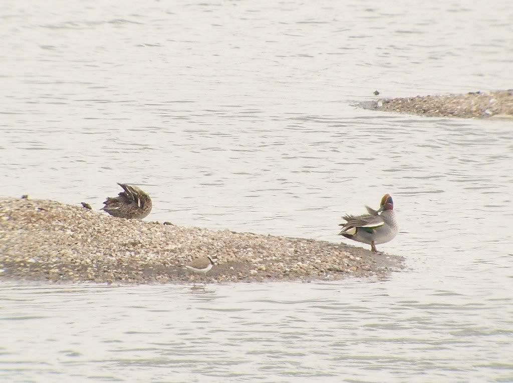 Teal and Little Ringed Plover