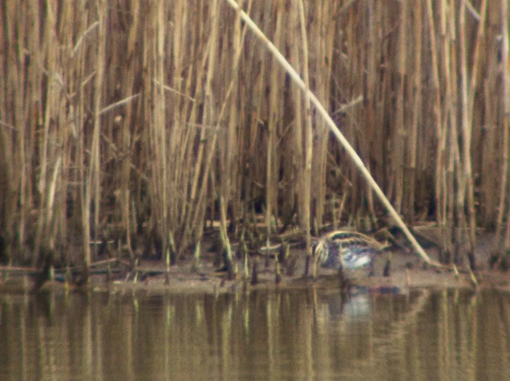 Jack Snipe