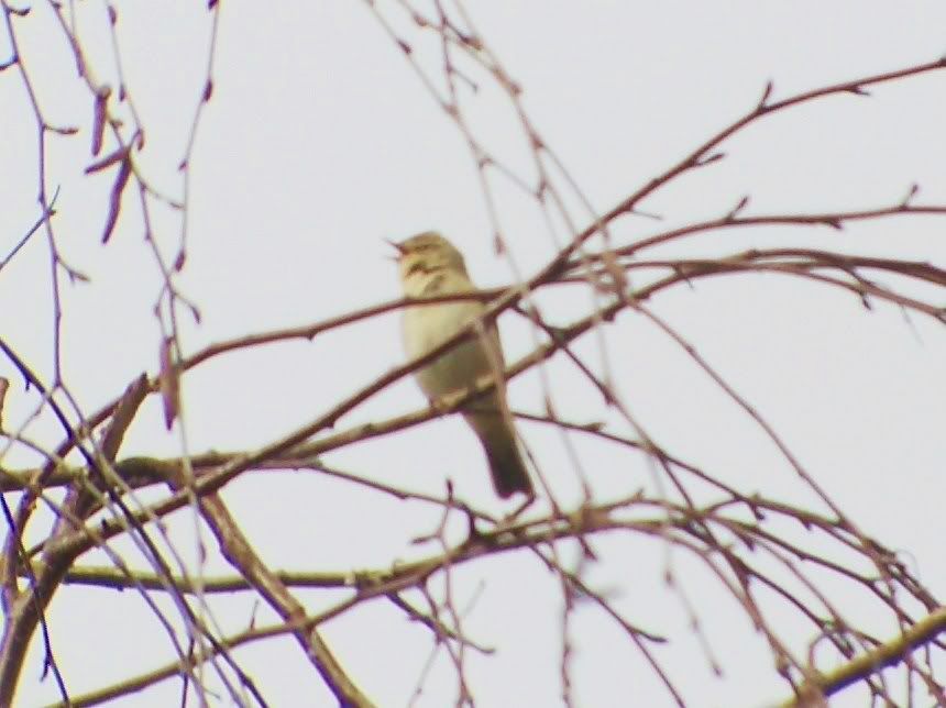 Chiffchaff