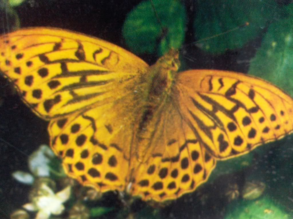 Silver-Washed Fritillary