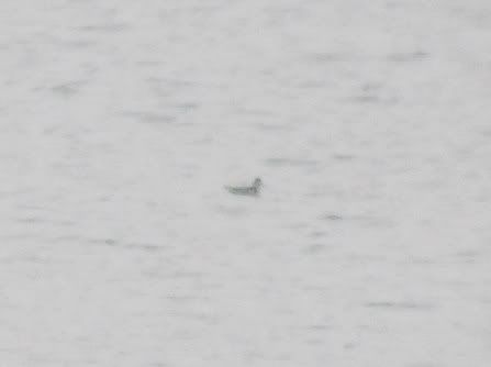 Grey Phalarope