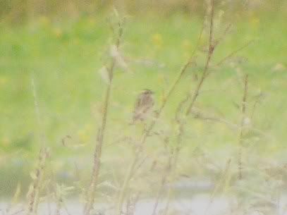 Whinchat