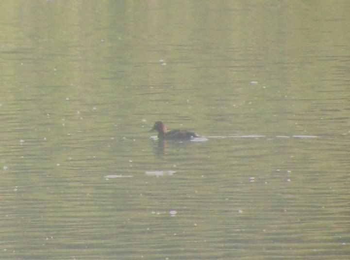 Ferruginous Duck