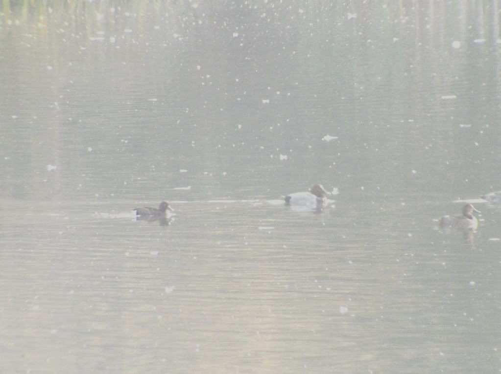 Ferruginous Duck with Pochards