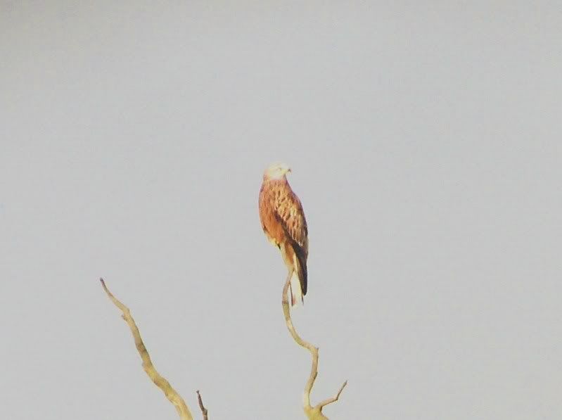 Red Kite