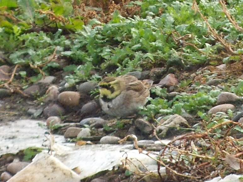 Shore Lark