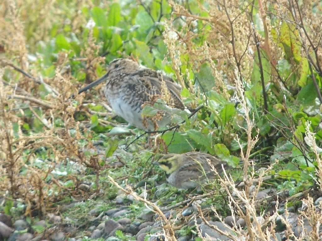 Shore Lark next to a Common Snipe