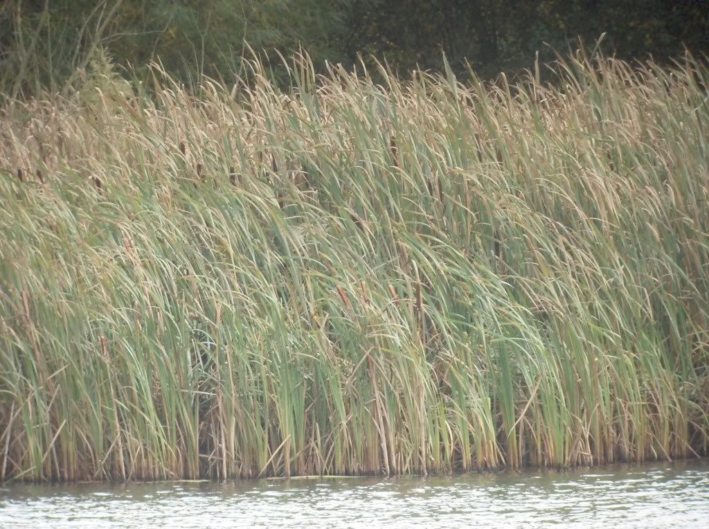 Spot the Bittern